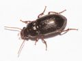 Amara apricaria